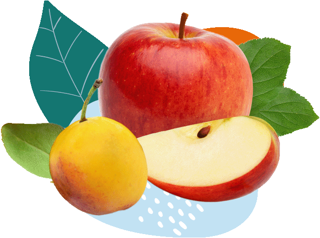 Pressage fruits jus compotes nectars Les Vergers Partages de Lorraine