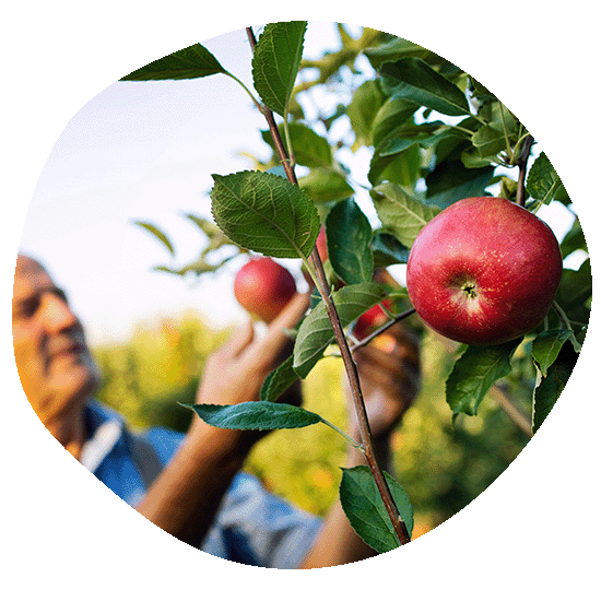 Pressage fruits sous traitage Les Vergers Partages de Lorraine