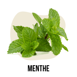 MENTHE